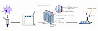 Video: Light Up Your Western Blots – Fluorescent Western Blotting Tips, Tricks, and More